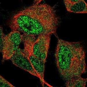 Anti-GIMAP6 antibody produced in rabbit 