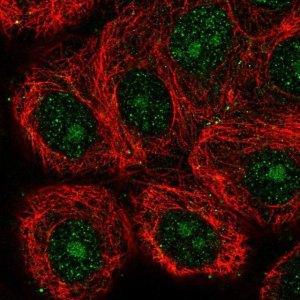 Anti-GIN1 antibody produced in rabbit 