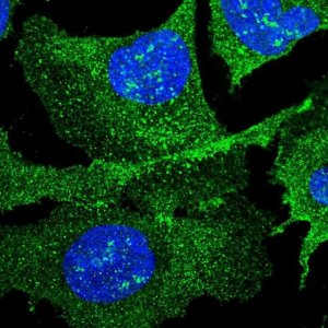 Anti-GINM1 antibody produced in rabbit 