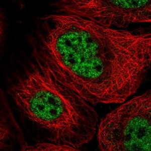 Anti-GINS3 antibody produced in rabbit 