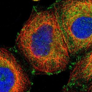 Anti-GIT1 antibody produced in rabbit 