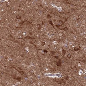Anti-GJA10 antibody produced in rabbit 