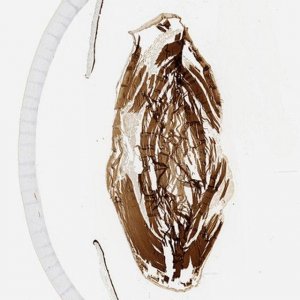 Anti-GJA3 antibody produced in rabbit 