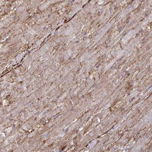 Anti-GJA4 antibody produced in rabbit 