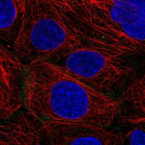 Anti-GJB3 antibody produced in rabbit 