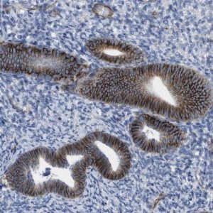 Anti-GJD2 antibody produced in rabbit 