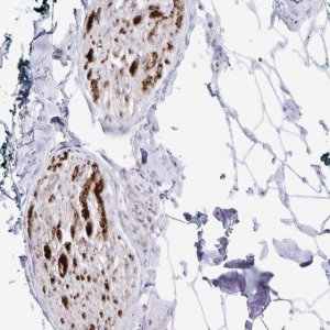 Anti-GLDN antibody produced in rabbit 