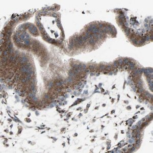 Anti-GLG1 antibody produced in rabbit 
