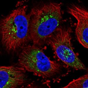 Anti-GLG1 antibody produced in rabbit 