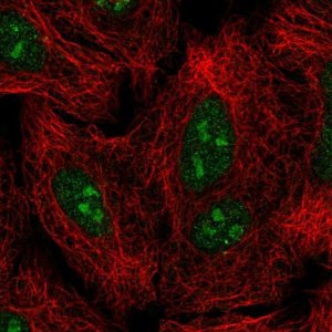 Anti-GLI2 antibody produced in rabbit 