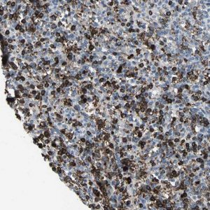 Anti-GLI3 antibody produced in rabbit 