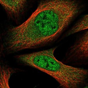 Anti-GLMN antibody produced in rabbit 