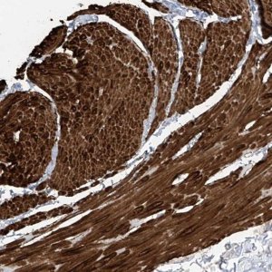 Anti-GLMP antibody produced in rabbit 