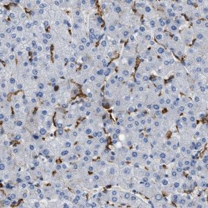 Anti-GLRA1 antibody produced in rabbit 