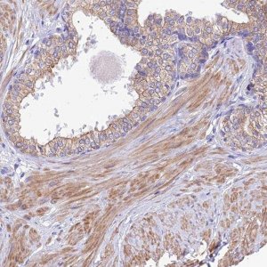 Anti-GLRA4 antibody produced in rabbit 
