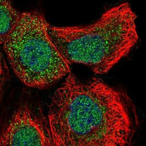 Anti-GLRX2 antibody produced in rabbit 