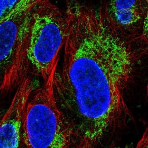 Anti-GLUD1 antibody produced in rabbit 