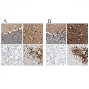 Anti-GLUL antibody produced in rabbit 