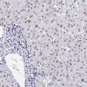 Anti-GMNC antibody produced in rabbit 