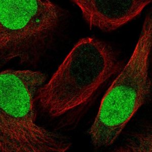 Anti-GMNN antibody produced in rabbit 