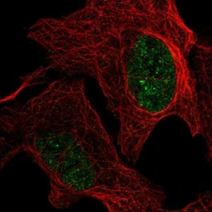Anti-GMPR2 antibody produced in rabbit 