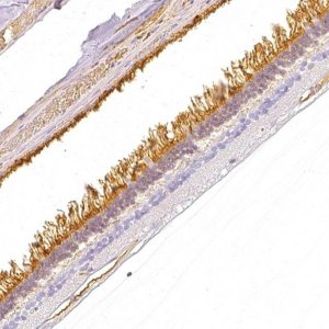 Anti-GNAT1 antibody produced in rabbit 