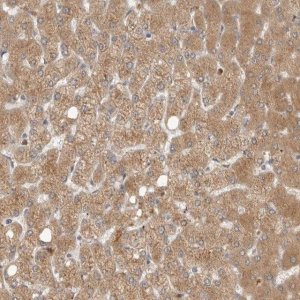 Anti-GNE antibody produced in rabbit 