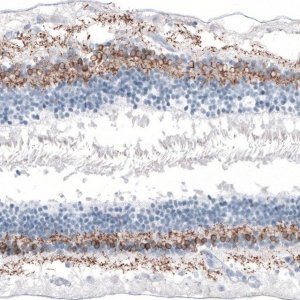 Anti-GNG13 antibody produced in rabbit 