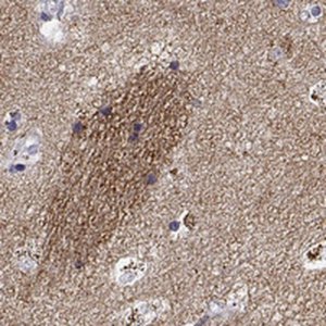 Anti-GNG7 antibody produced in rabbit 