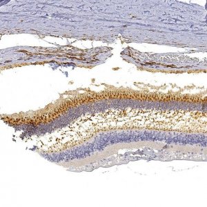 Anti-GNGT2 antibody produced in rabbit 