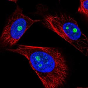 Anti-GNL2 antibody produced in rabbit 