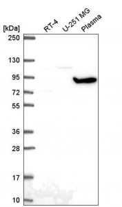 Anti-GNL2 antibody produced in rabbit 