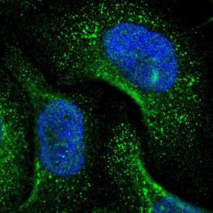 Anti-GNPDA1 antibody produced in rabbit HPA000499-100UL