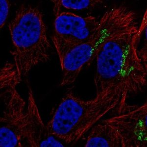 Anti-GNPTAB antibody produced in rabbit 