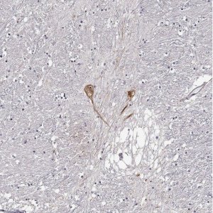 Anti-GNRH1 antibody produced in rabbit 