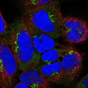 Anti-GOLGA8A antibody produced in rabbit 