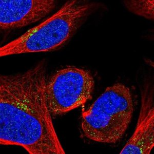 Anti-GOLPH3 antibody produced in rabbit 