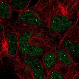 Anti-GON4L antibody produced in rabbit 