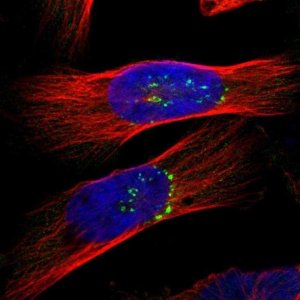 Anti-GOPC antibody produced in rabbit 