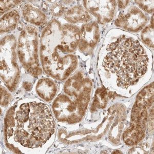 Anti-GORAB antibody produced in rabbit 