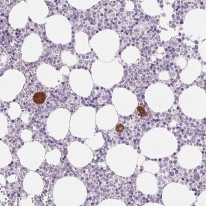 Anti-GP6 antibody produced in rabbit 