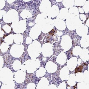 Anti-GP9 antibody produced in rabbit 