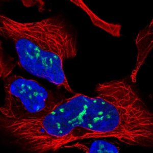 Anti-GPALPP1 antibody produced in rabbit 