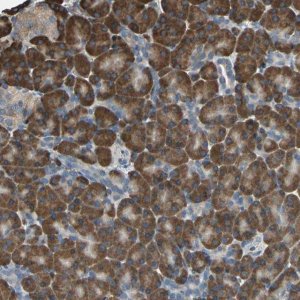 Anti-GPANK1 antibody produced in rabbit HPA006301-100UL