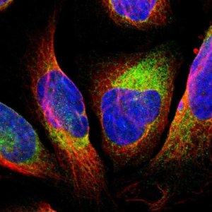 Anti-GPANK1 antibody produced in rabbit HPA006301-100UL