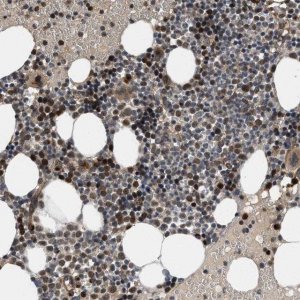 Anti-GPATCH2L antibody produced in rabbit 