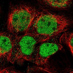 Anti-GPATCH2L antibody produced in rabbit 