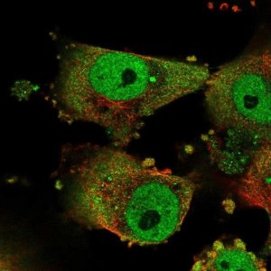 Anti-GPATCH3 antibody produced in rabbit 
