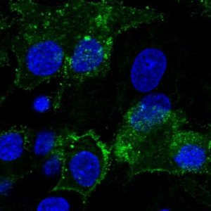 Anti-GPC3 antibody produced in rabbit 