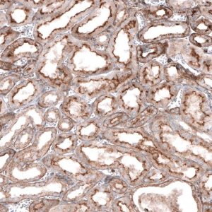 Anti-GPC6 antibody produced in rabbit 